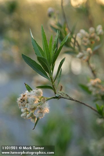 Mule-fat blossoms, foliage & fruit