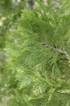 Incense Cedar foliage