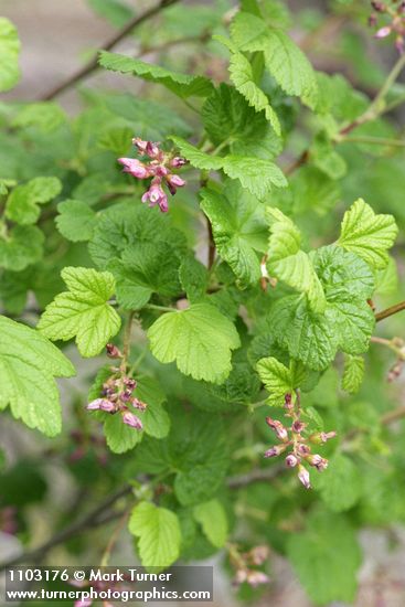 Sierra Currant blossoms & foliage