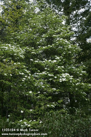 Pacific Dogwood
