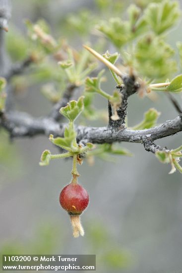 Desert Gooseberry fruit & foliage