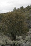 Curl-leaf Mountain-mahogany