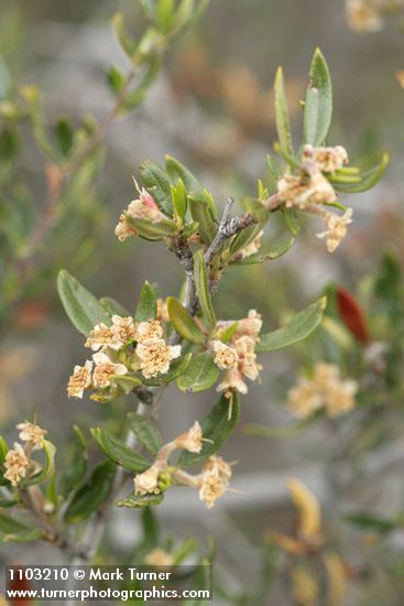 Curl-leaf Mountain-mahogany blossoms & foliage
