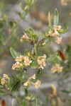 Curl-leaf Mountain-mahogany blossoms & foliage