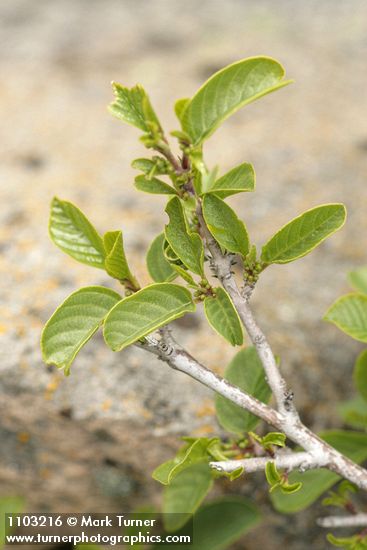 Red Buckthorn foliage & flower buds detail