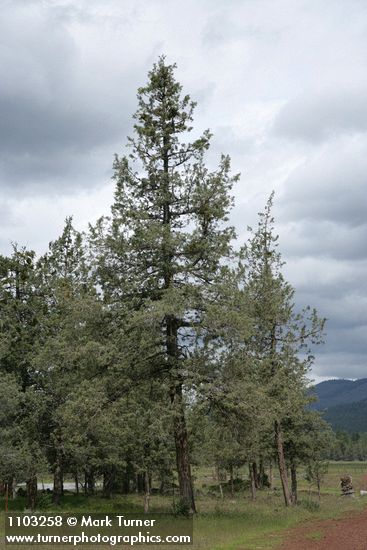 Modoc Cypress (Baker's Cypress)