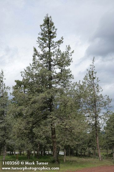 Modoc Cypress (Baker's Cypress)