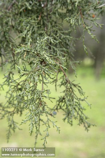 Modoc Cypress (Baker's Cypress) foliage