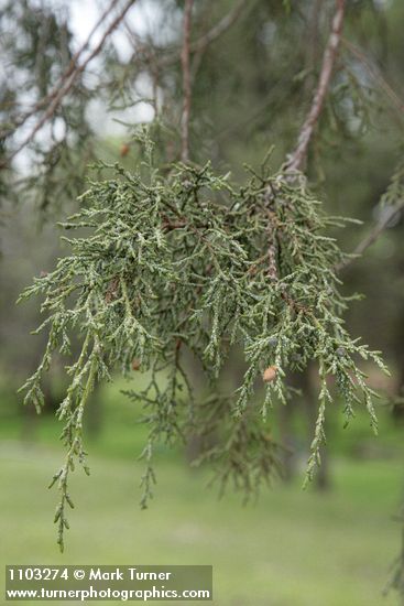 Modoc Cypress (Baker's Cypress) foliage