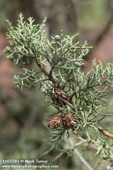 Modoc Cypress (Baker's Cypress) foliage & cones