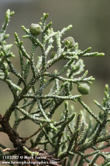 Modoc Cypress (Baker's Cypress) foliage & immature cones detail