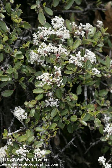 Pinemat Ceanothus, white form