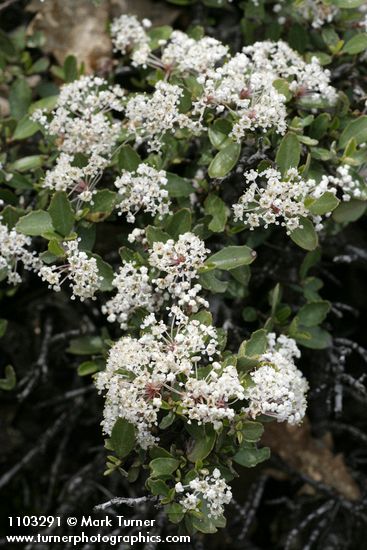 Pinemat Ceanothus, white form