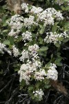 Pinemat Ceanothus, white form