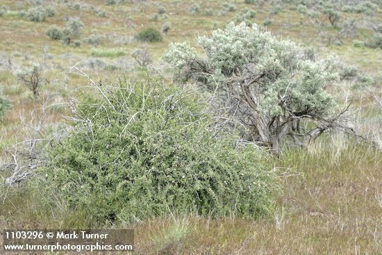 Wild Crab Apple w/ Big Sagebrush