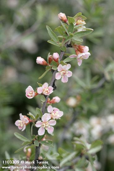 Wild Crab Apple blossoms & foliage