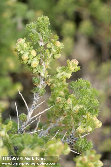 Bud Sage blossoms & foliage