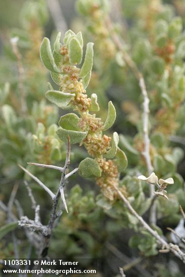 Spiny Greasebush blossoms & foliage detail