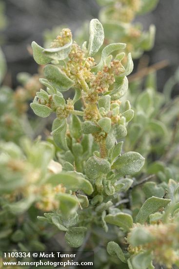 Spiny Greasebush blossoms & foliage detail