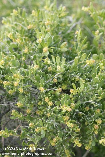 Shadscale Saltbush blossoms & foliage