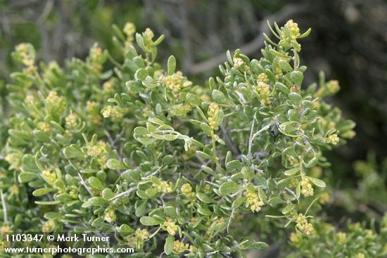 Shadscale Saltbush blossoms & foliage