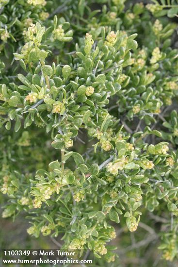Shadscale Saltbush blossoms & foliage