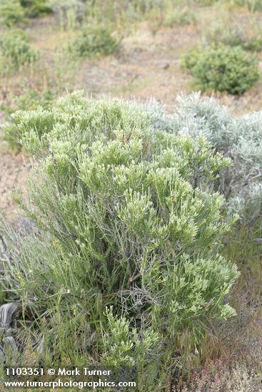 Littleleaf Horsebrush, in bud