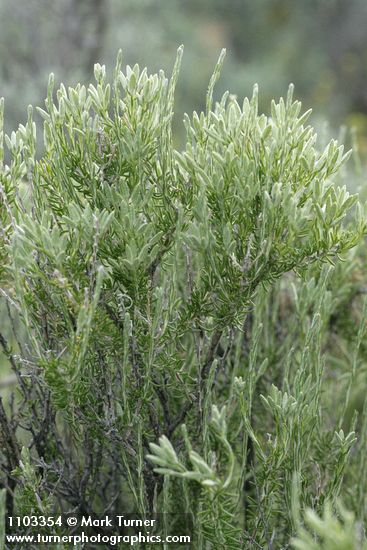 Littleleaf Horsebrush foliage & flower buds