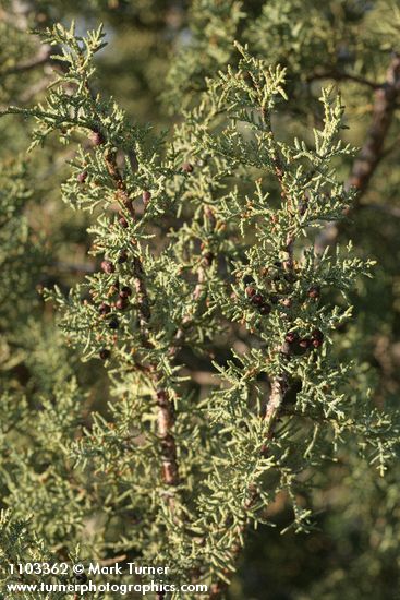 California Juniper foliage