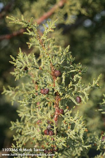 California Juniper foliage & previous year's berries detail