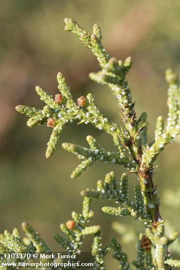 California Juniper foliage detail
