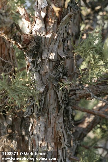 California Juniper bark