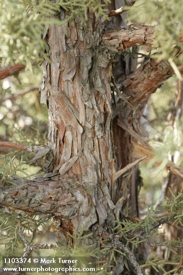 California Juniper bark