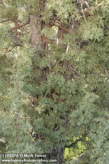 California Juniper foliage