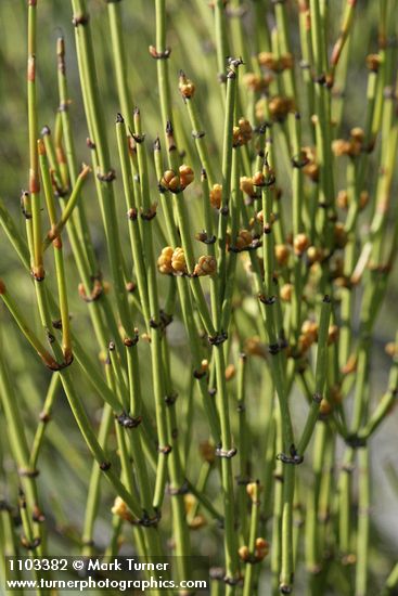 Green Ephedra (Mormon Tea) foliage & immature seed cones detail