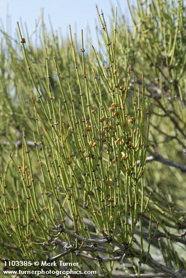 Green Ephedra (Mormon Tea) foliage & immature seed cones