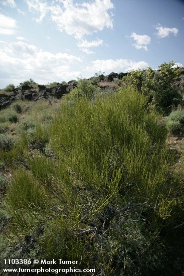 Green Ephedra (Mormon Tea)