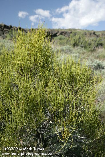 Green Ephedra (Mormon Tea)