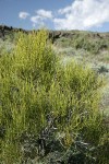 Green Ephedra (Mormon Tea)