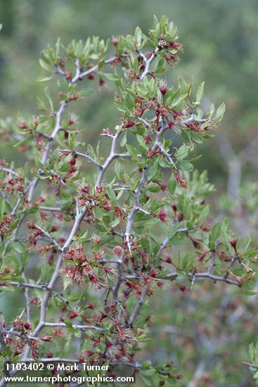 Desert Peach twigs, foliage, immature fruit