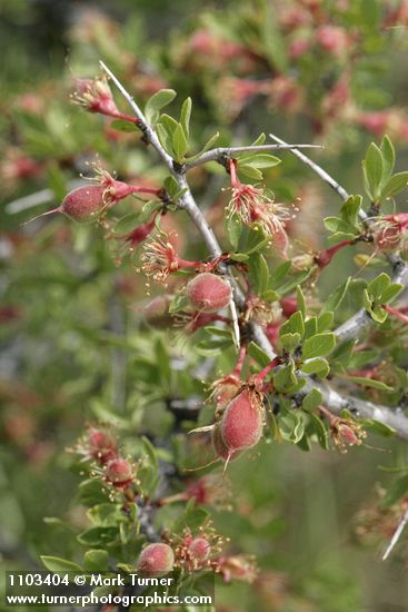 Desert Peach twig, foliage, immature fruit