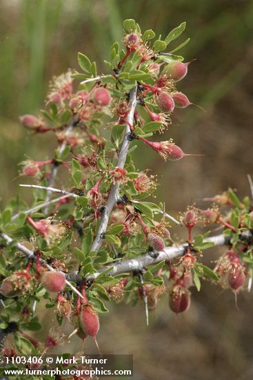 Desert Peach twig, foliage, immature fruit
