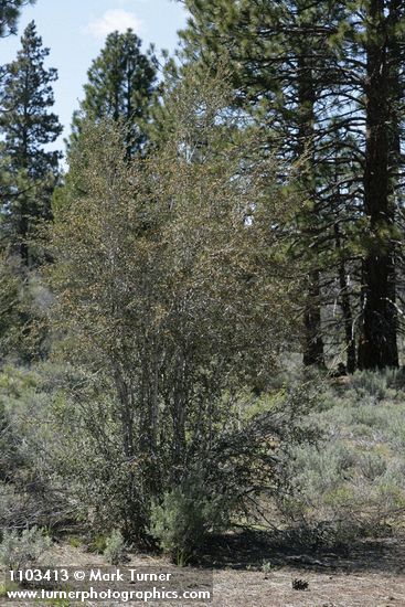 Curl-leaf Mountain-mahogany