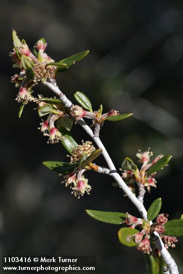 Curl-leaf Mountain-mahogany blossoms & foliage detail