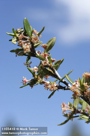 Curl-leaf Mountain-mahogany blossoms & foliage detail against blue sky