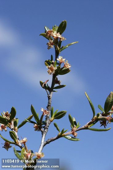 Curl-leaf Mountain-mahogany blossoms & foliage detail against blue sky