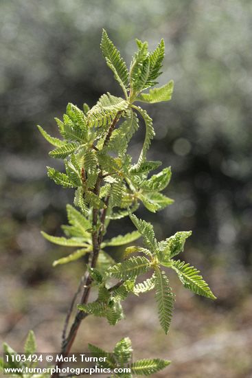 Desert Sweet (Fern Bush) foliage