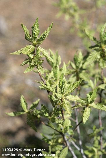 Desert Sweet (Fern Bush) foliage