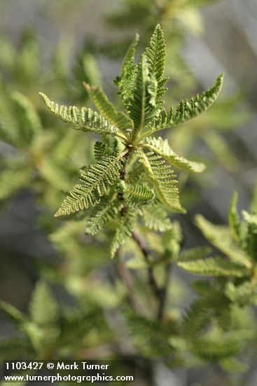 Desert Sweet (Fern Bush) foliage