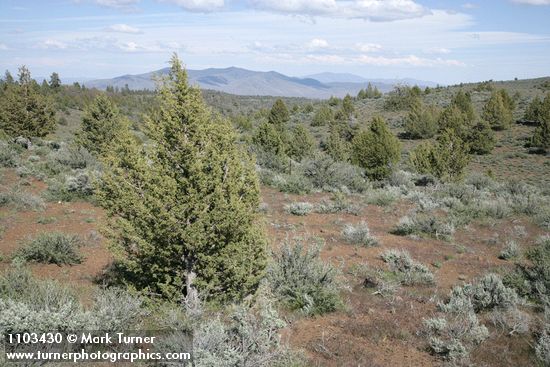 Western Juniper among Big Sagebrush, landscape view